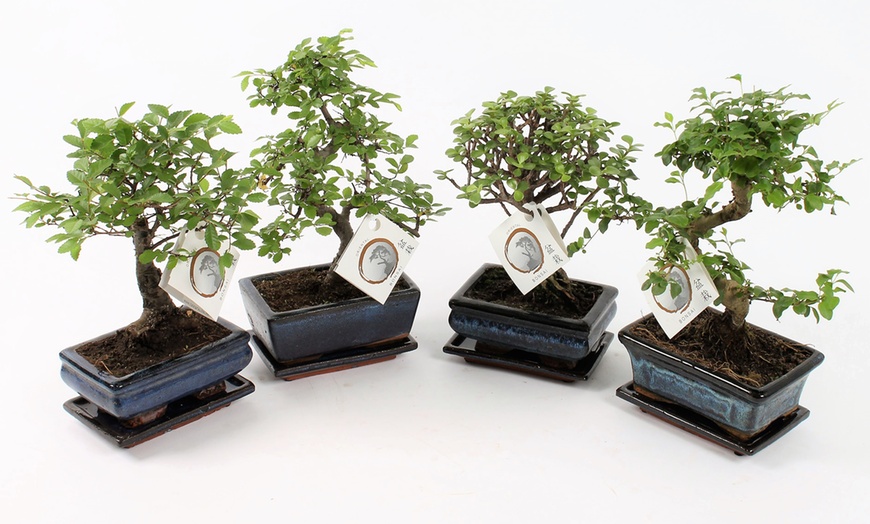 Image 1: Chinese Bonsai Trees 