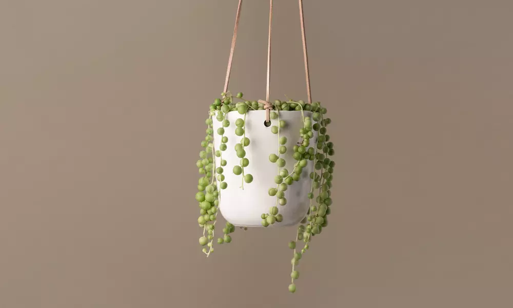 String of Pearls Potted Plant with Optional Hanging Ceramic Planter (Multiple Options Available) - Primary Image