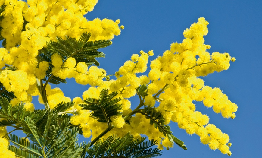 Image 6: Acacia Mimosa Dealbata Plant