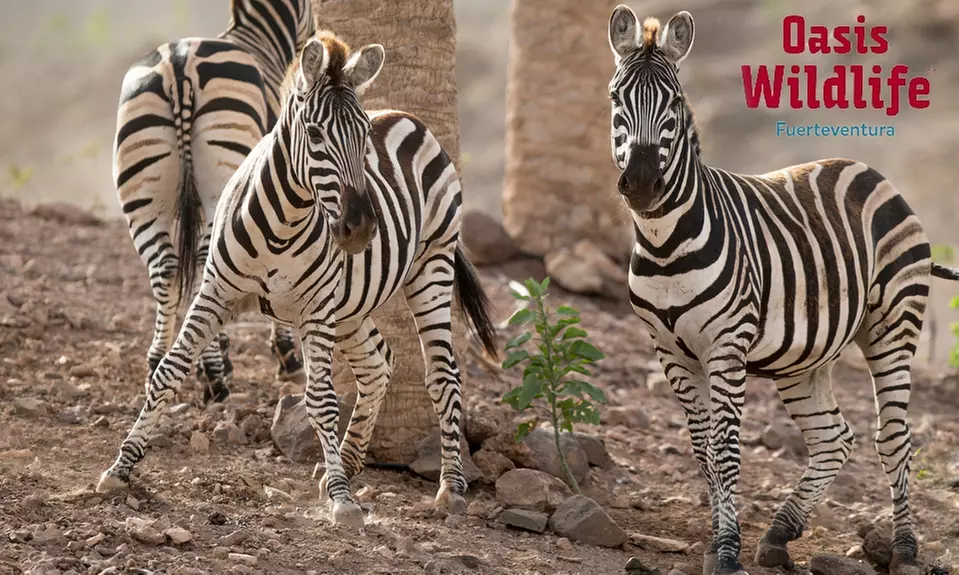 San ValentÌn:ÄEntrada de dÌa para residente o no residente en las Islas Canarias niÒo, adulto o senior - Primary Image