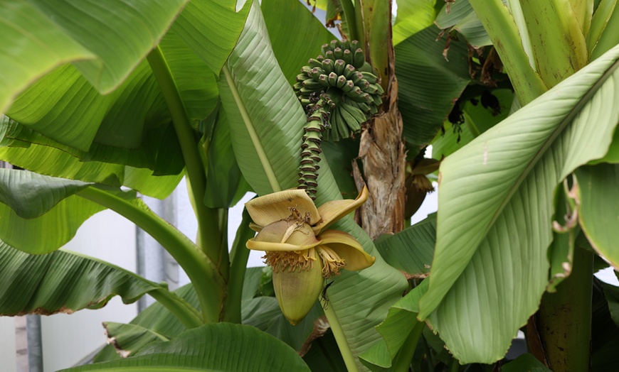 Image 3: One or Two Japanese Banana Potted Plants