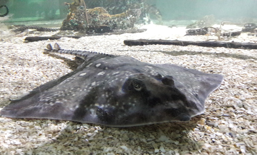 Image 2: SEA LIFE Great Yarmouth Aquarium Entry