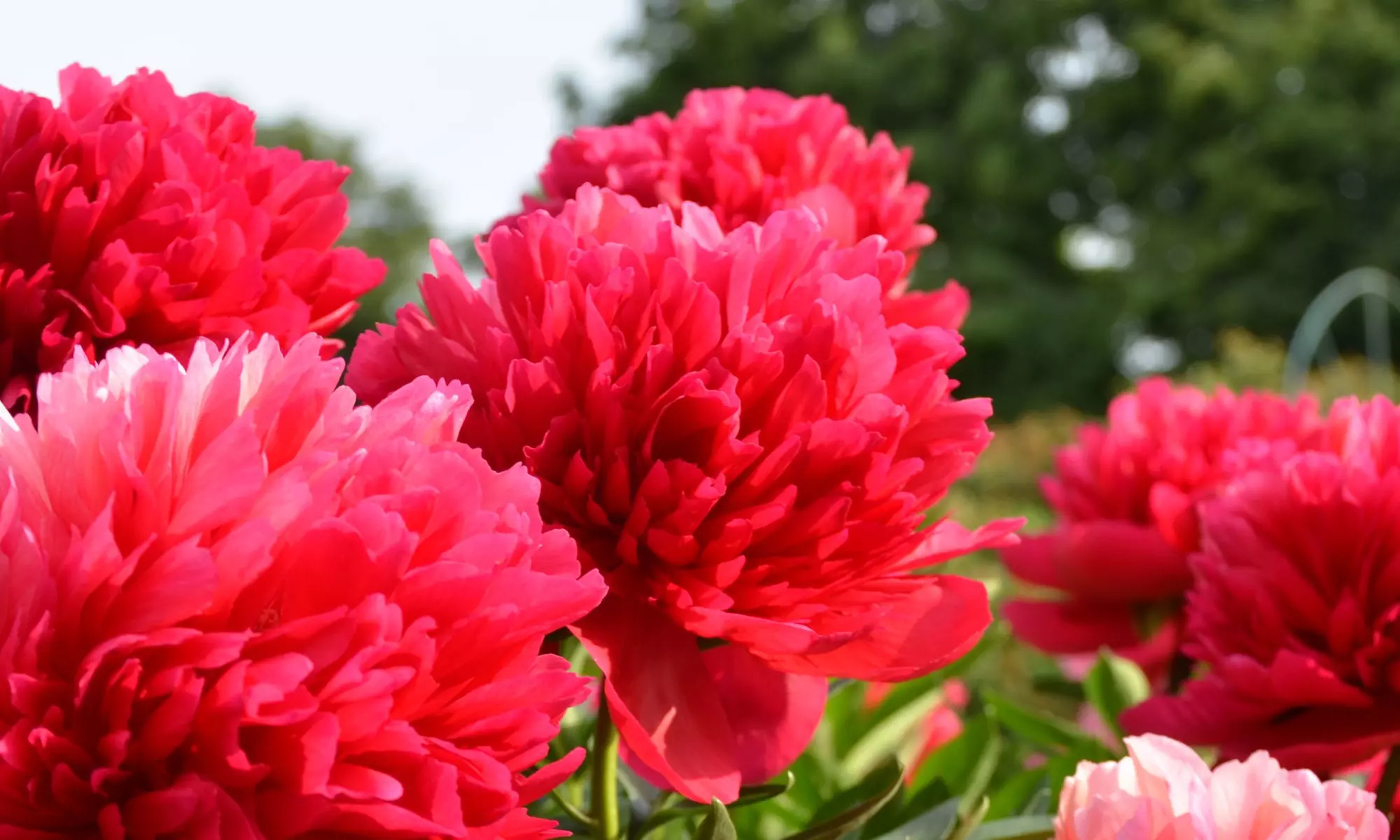 Lot de 10 pivoines rouges, livrées en racines nues - Primary Image