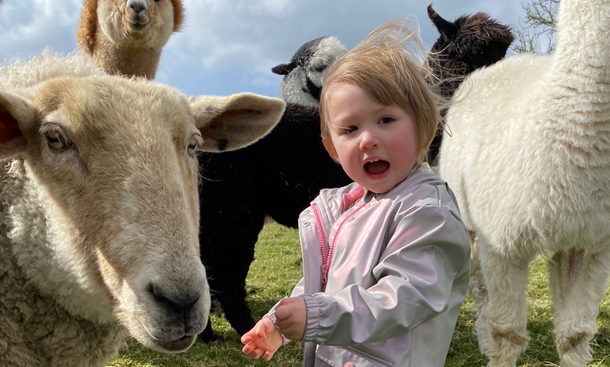 Image 3: Miniature Donkey & Alpaca Experience