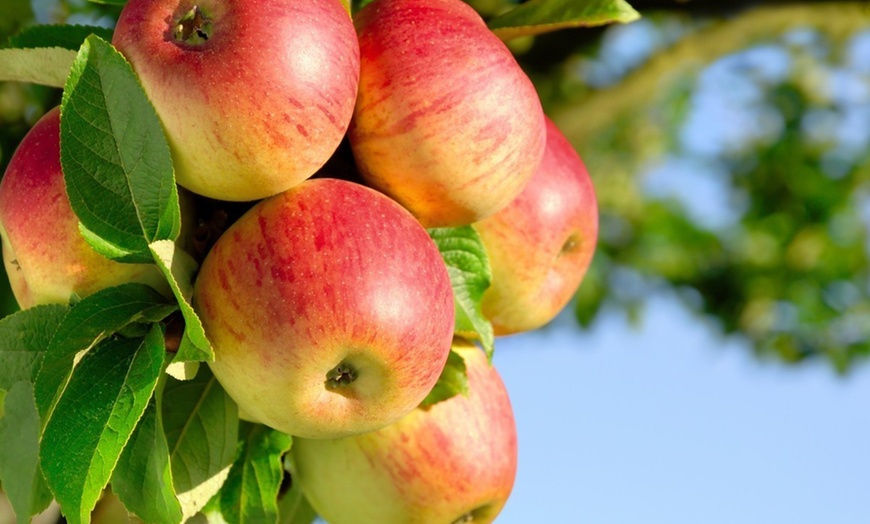 Image 2: Mixed Pillar Apple Trees