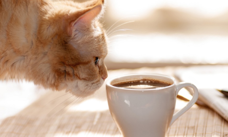 Image 2: Una tarde felina: acceso al salón para 2 o 4 personas con consumición