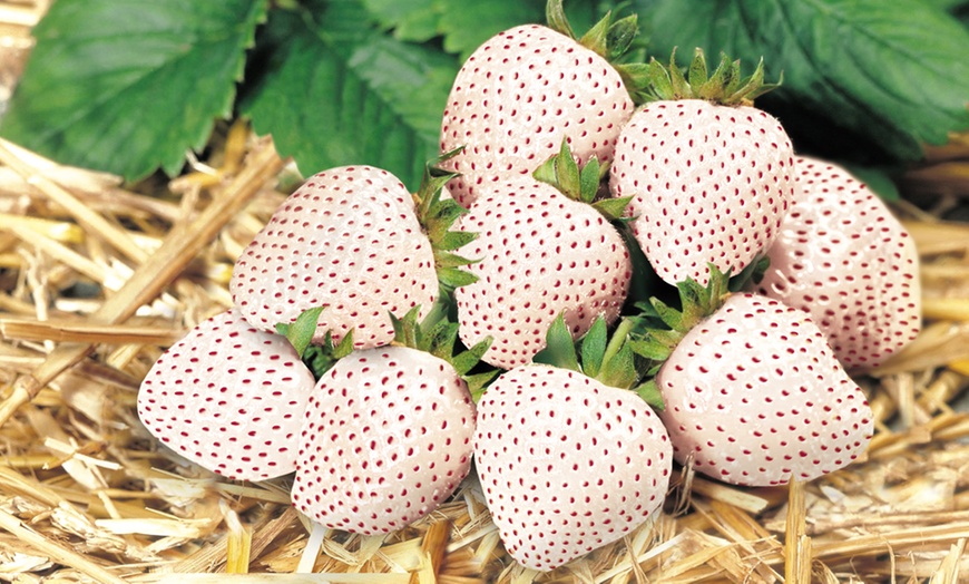 Image 1: 6 or 12 White Strawberry Snow White Plants