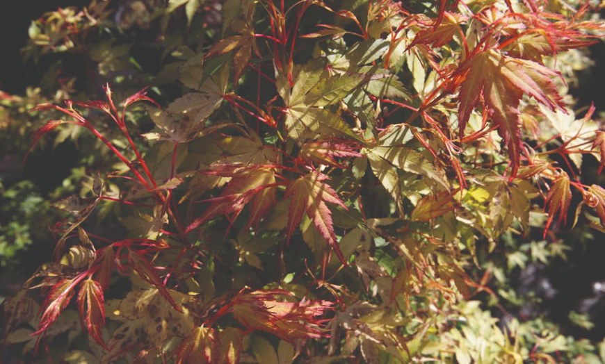 Image 21: Mixed Japanese Acer Palmatum Potted Plants