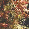Image 21: Mixed Japanese Acer Palmatum Potted Plants