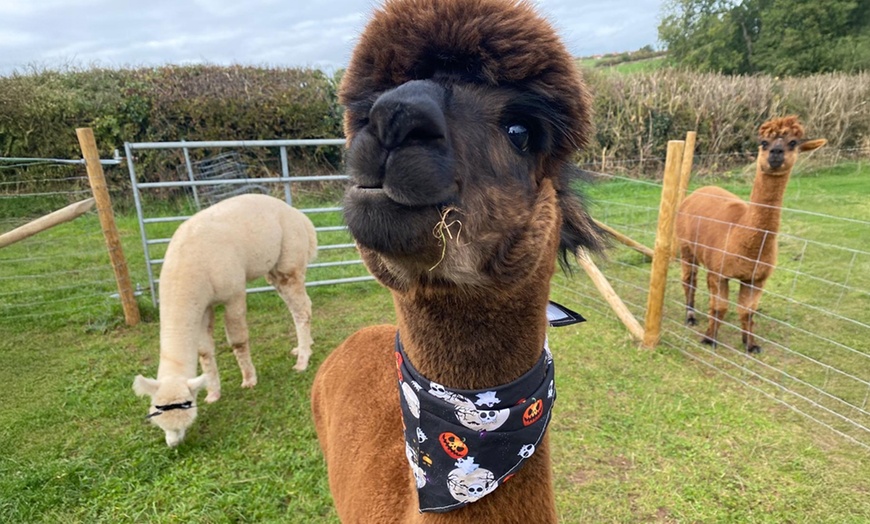 Image 4: Celebrate Halloween: Tickets for 1, 2, or Family of 4