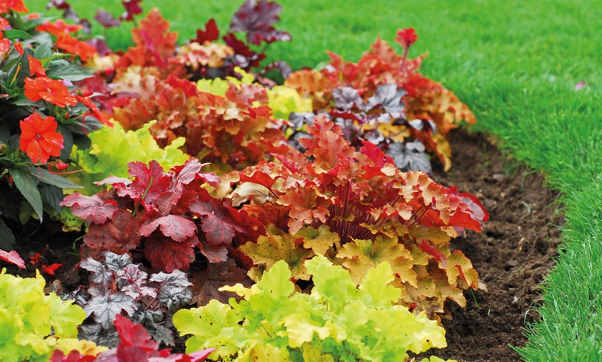 Image 3: Five Heuchera Mosaic Plants