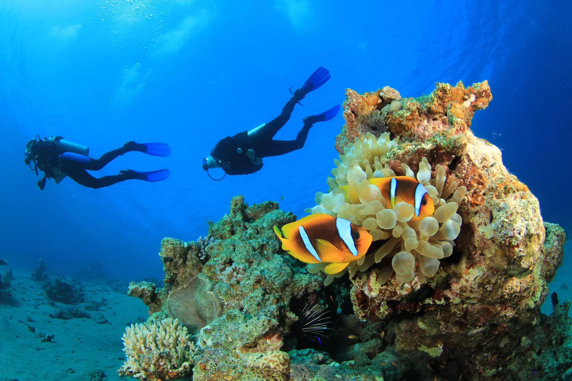 $250 for $500 Worth of Services — Scuba Techie - Primary Image
