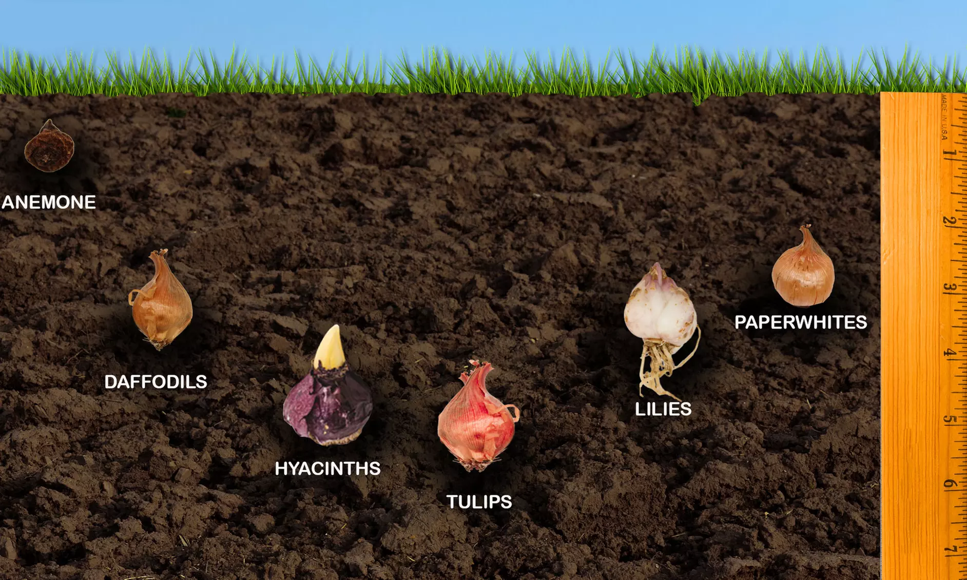 Mixed Dutch Diva Iris Bulbs (30-, 60-, or 150-Pack with Bulb Planter) - Second Medium