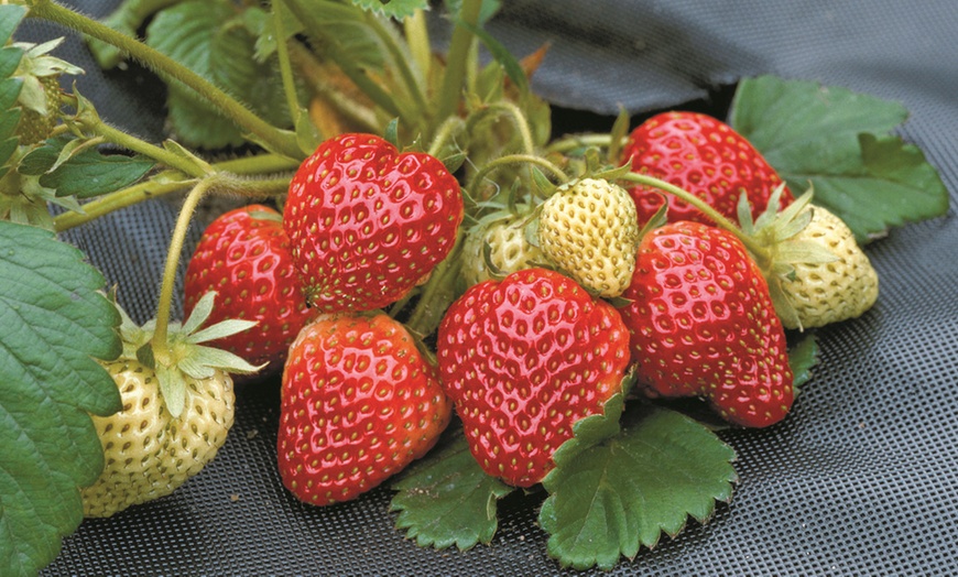 Image 3: Strawberry Full Season Collection - 36 Bare Roots