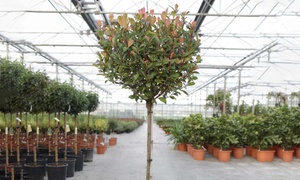 One or Two Suttons Red Robin Standard Photinia Plants