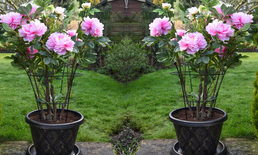 Image 5: Peony Coral Sunset Plant