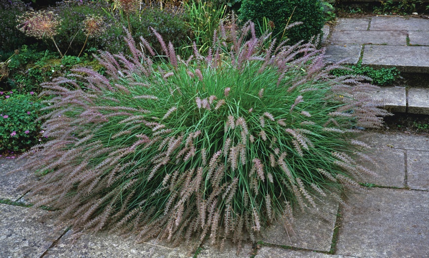 Image 3: One or Two Pennisetum alopecuroides Plants