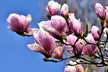 3x oder 6x Magnolien in der Sorte nach Wahl - Second Medium