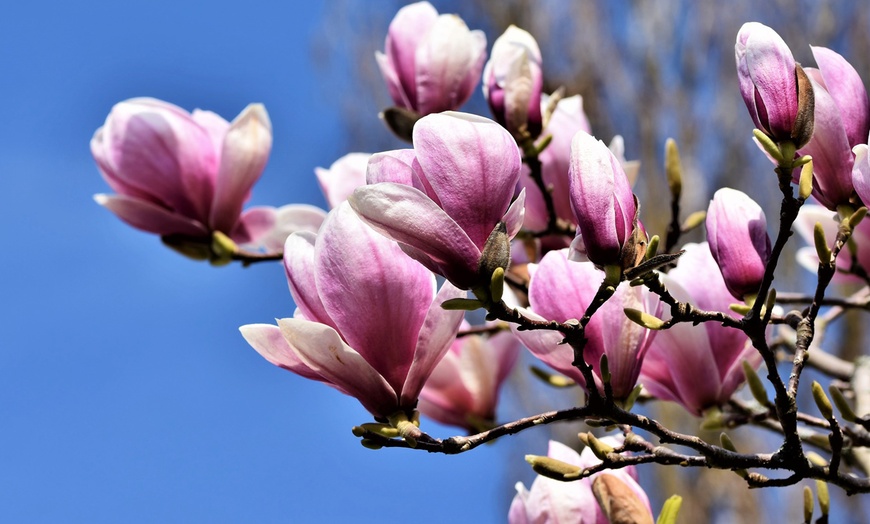 Image 7: 3x oder 6x Magnolien