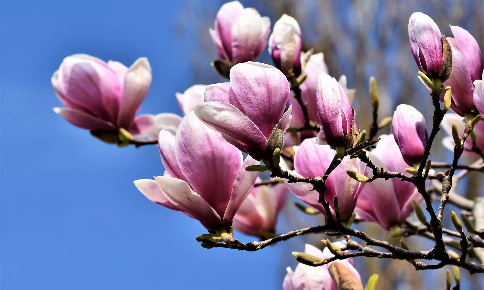 3x oder 6x Magnolien