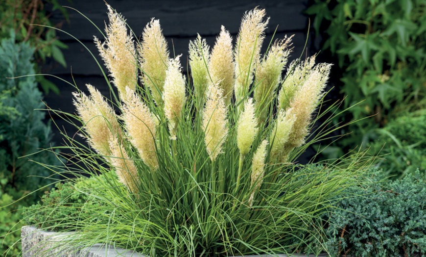 Image 3: Dwarf Pampas Grass 'Tiny Pampa' - 1 or 2 Potted Plants