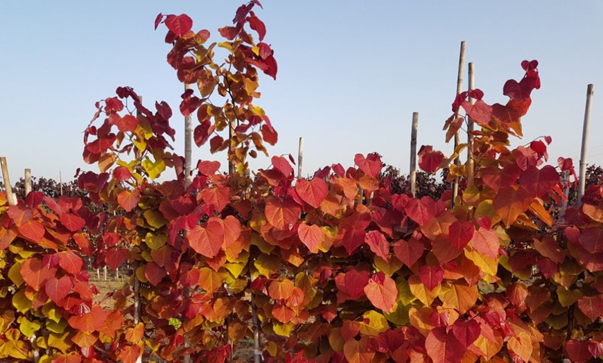 Image 3: Shrub Cercis Eternal Flame Tree Potted Plant