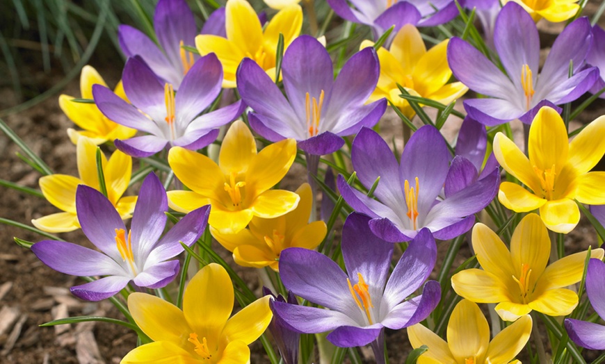 Image 3: 300 Spring Flowering Garden Bulbs