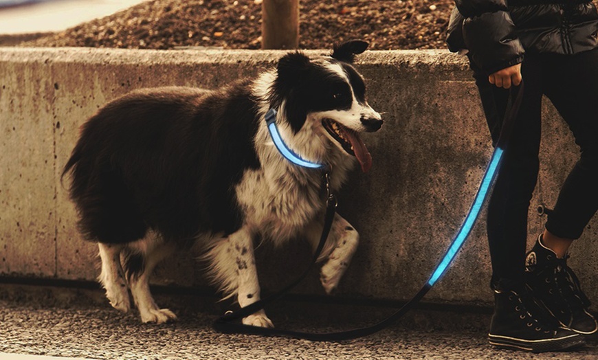 Image 13: Collier phosphorescent pour chien