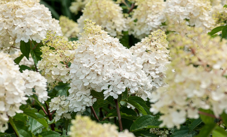 Image 3: Assortiment de 3 hortensias 25-40 cm