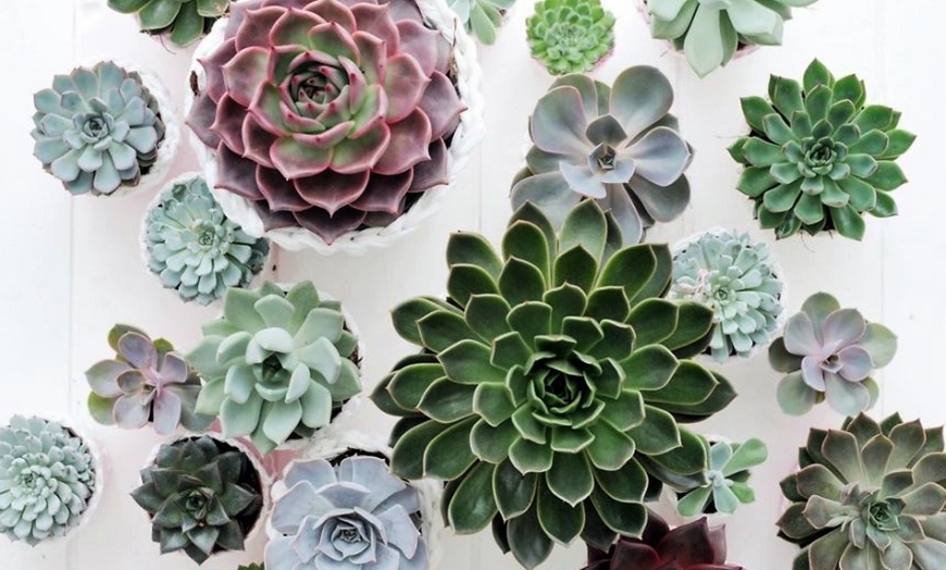 Image 3: Six Mini Succulent Plants