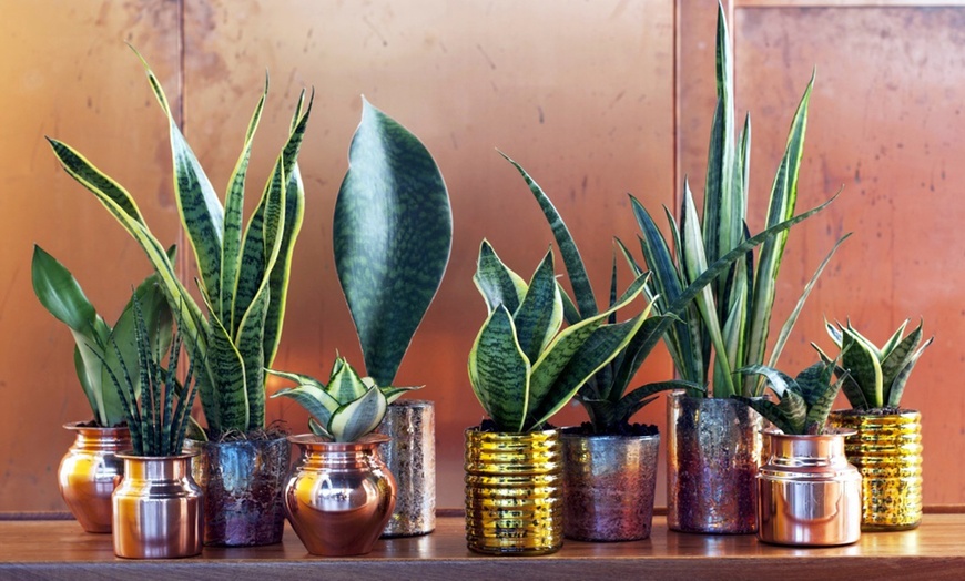 Image 5: 2x oder 4x Bogenhanf "Sansevieria"