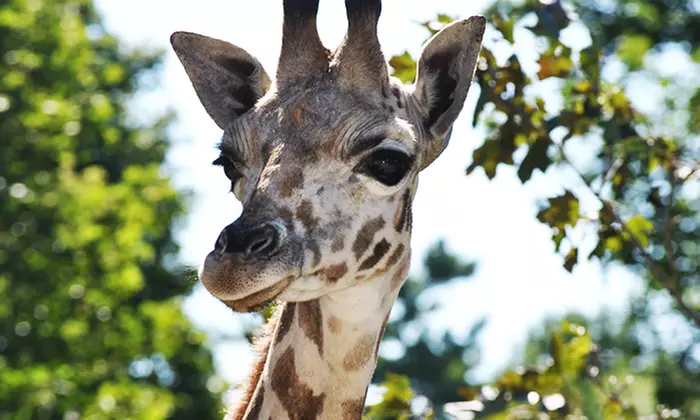 Single-Day Admission for One Person or Family to Bowmanville Zoo (Up to 50% Off) - Primary Image