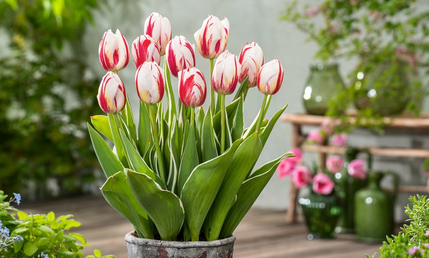 Image 1: 1 ou 2 lots de 30 bulbes de tulipes de Rootz