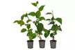 Lot de 3 ou 6 plants de kiwi Actinidia deliciosa "Jenny" - Image 5