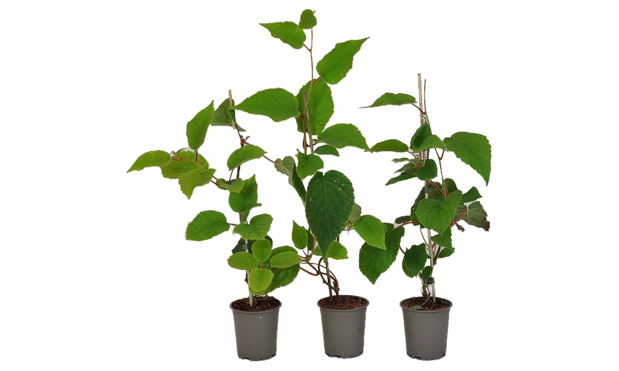 Kiwi Actinidia deliciosa "Jenny"