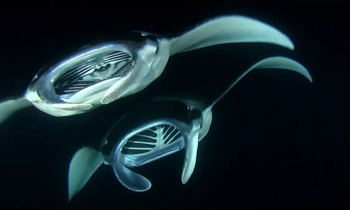 Sunset or Moonlit Snorkeling Manta Tour for One, Two, or Four from Wahine Charters (Up to 0% Off) - Second Medium