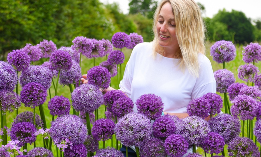 Image 3: 15 or 30 Allium Purple Sensation Bulbs