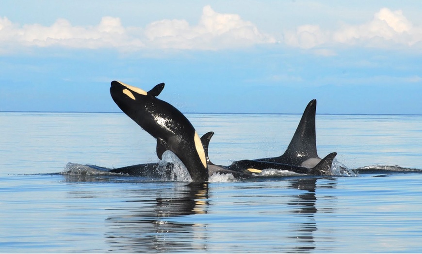Image 5: Experience a 1/2 Day Eco Tour or Sunset Whale Watching for One or Two