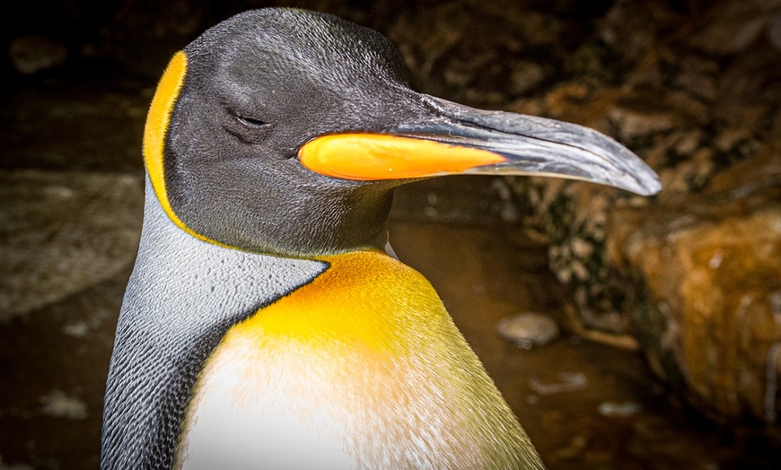 Image 10: Au cœur de Marineland, le plus grand zoo marin d'Europe