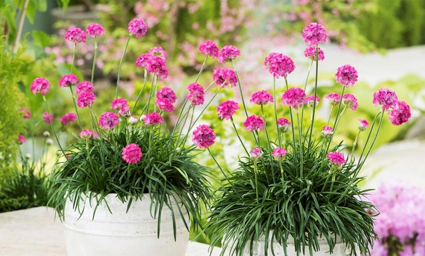 Image 2: Armeria Splendens Perennials