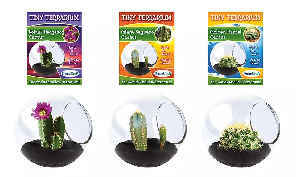 Tiny Terrariums- Assorted Cacti 3-Pack  - Second Medium