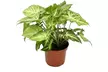 Collection exclusive de 5 plantes d'intérieur 25-45 cm - Second Medium
