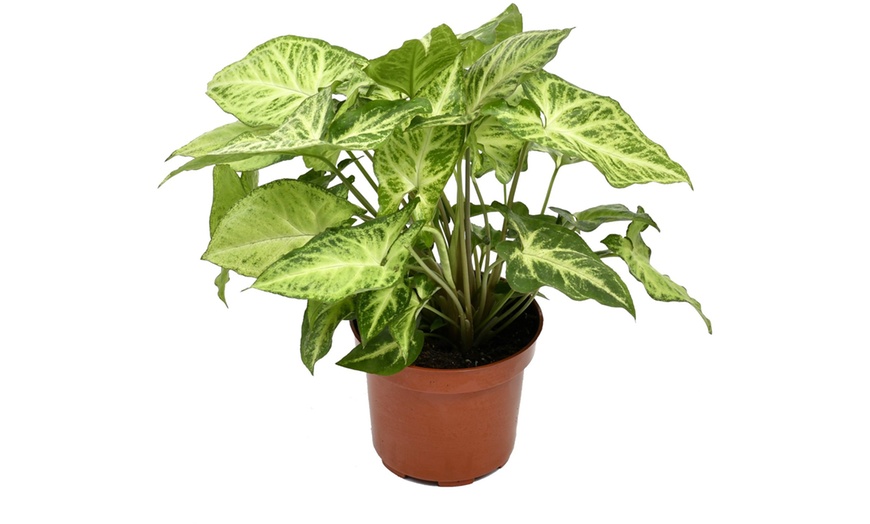 Image 3: Collection exclusive de 5 plantes d'intérieur OH2