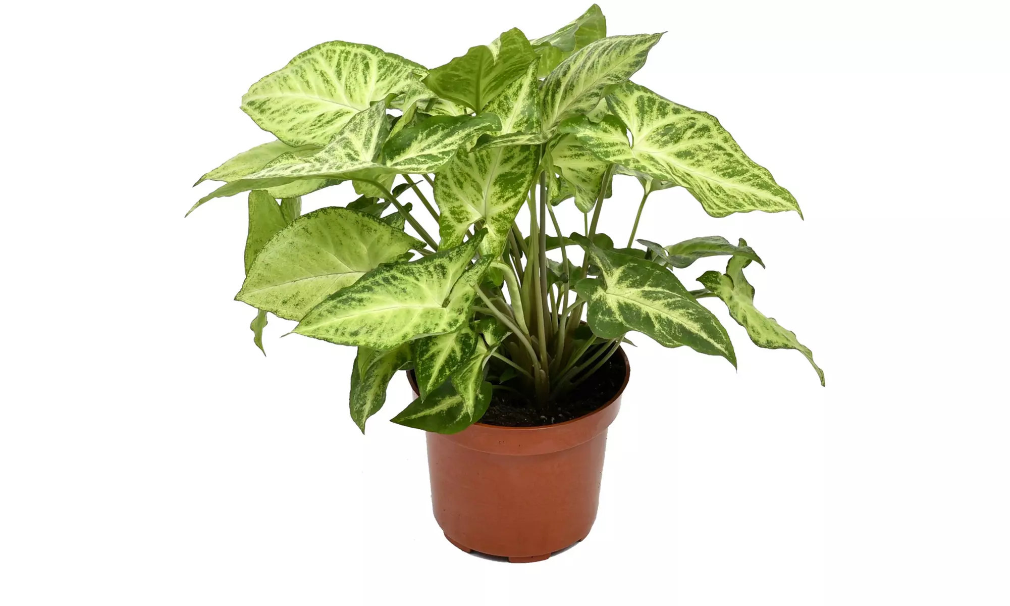 Collection exclusive de 5 plantes d'intérieur