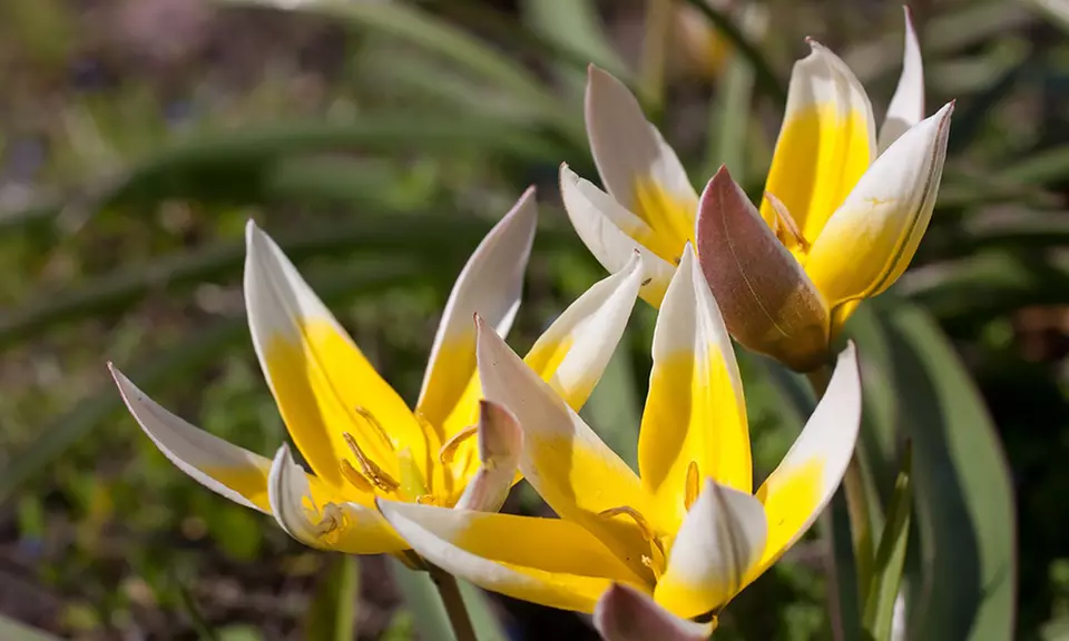 Tulip Tarda 'Botanical Tulip' (10-Pack) - Primary Image
