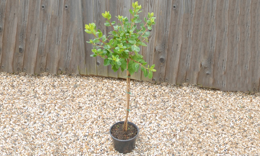 Image 4: Evergreen Azalea Tree