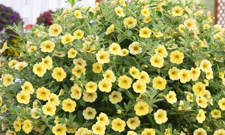 Image 6: Calibrachoa Million Bells Plant