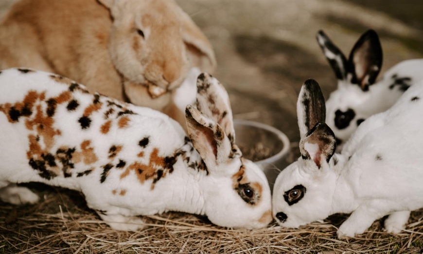 Image 11: Bilety do Mini Zoo Zwierzaczkowo w Szklarskiej Porębie