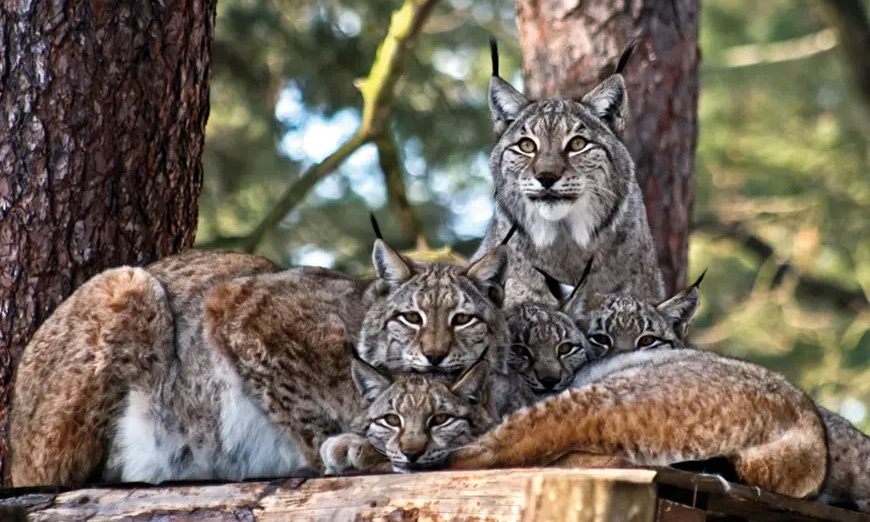 Image 1: Entdecke Wildtiere hautnah: Eintritt Wildpark Johannismühle