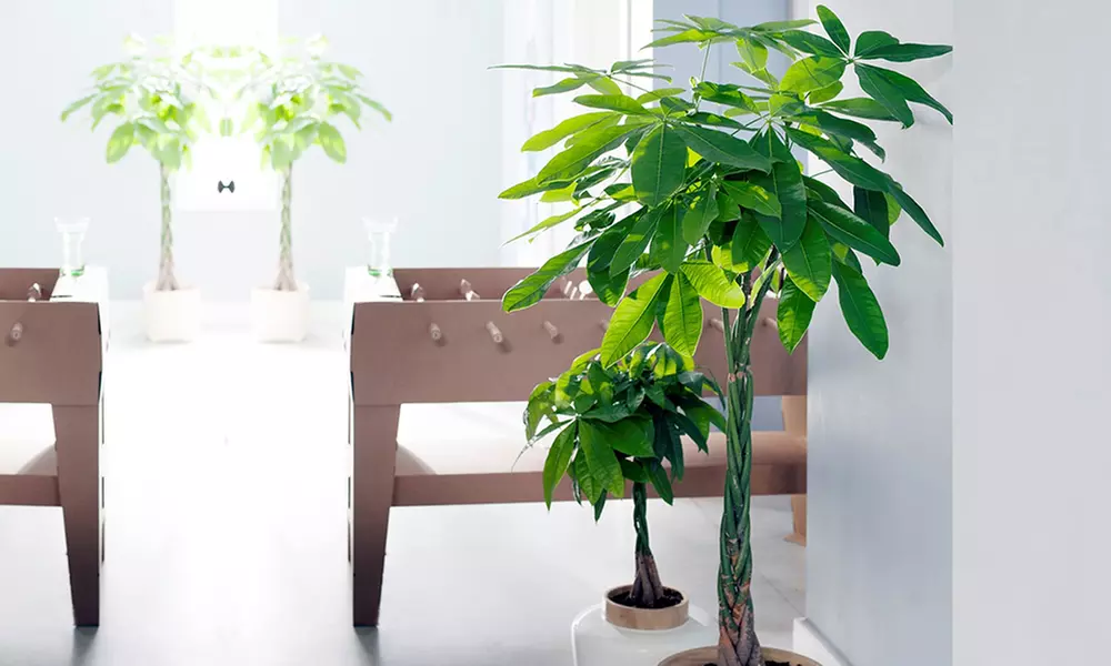 2er-Set Glückskastanie "Pachira Aquatica"